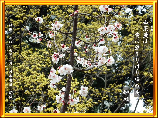 山茱萸・梅の花