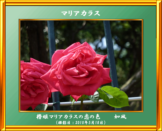 マリアカラス＜薔薇の品種名＞