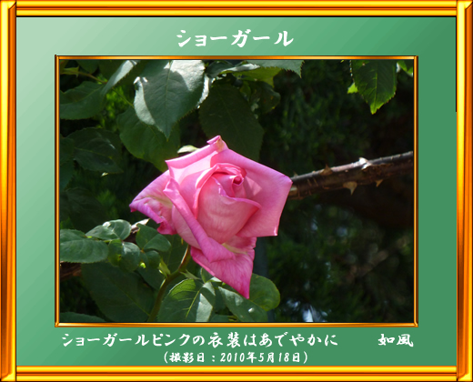 ショーガール＜薔薇の品種名＞
