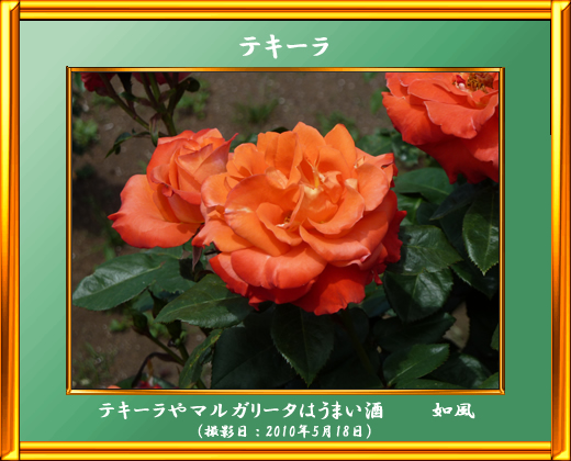 テキーラ＜薔薇の品種名＞
