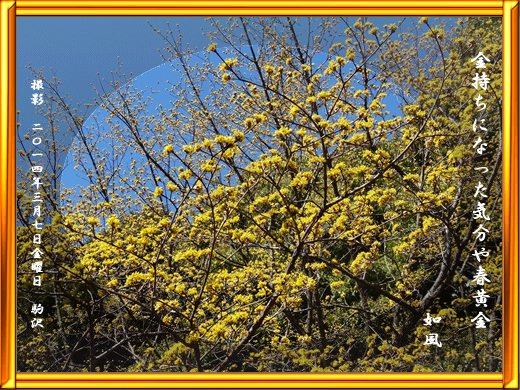 春黄金（花）：春の季語